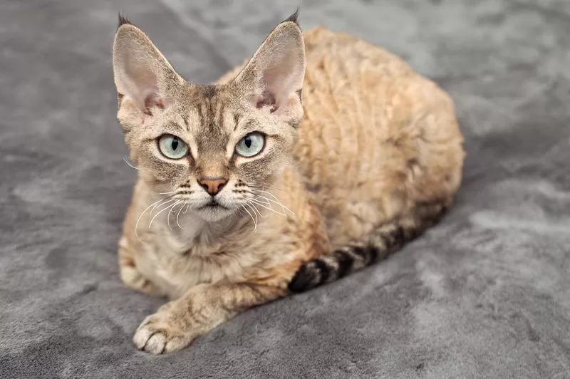 Beautiful Devon rex tabby cat