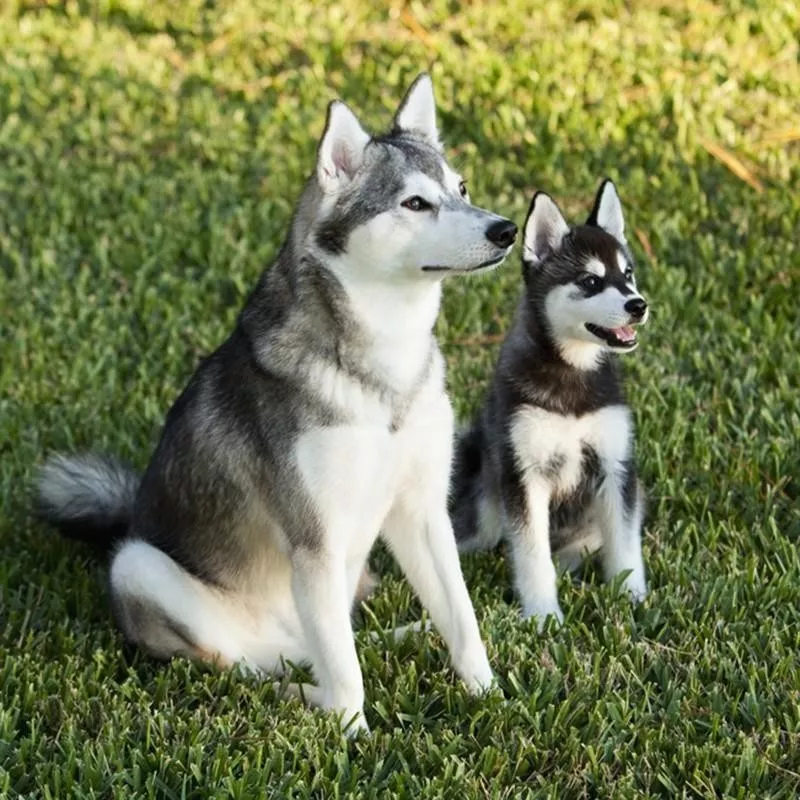 Alaskan Klee Kai