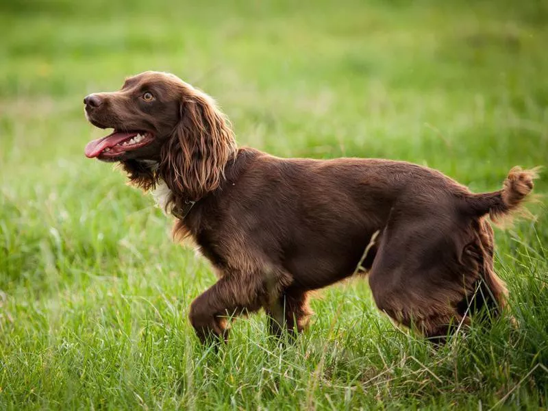 Boykin Spaniel