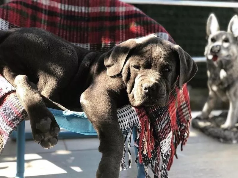 Cane Corso puppy