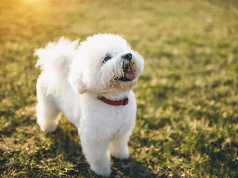 Bichon Frise