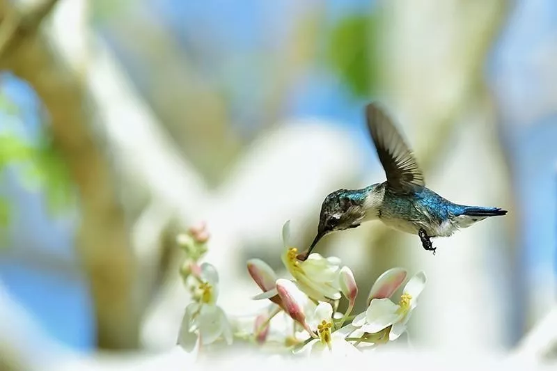 Bee Hummingbird