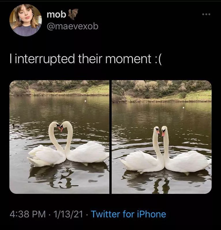 Romantic swans