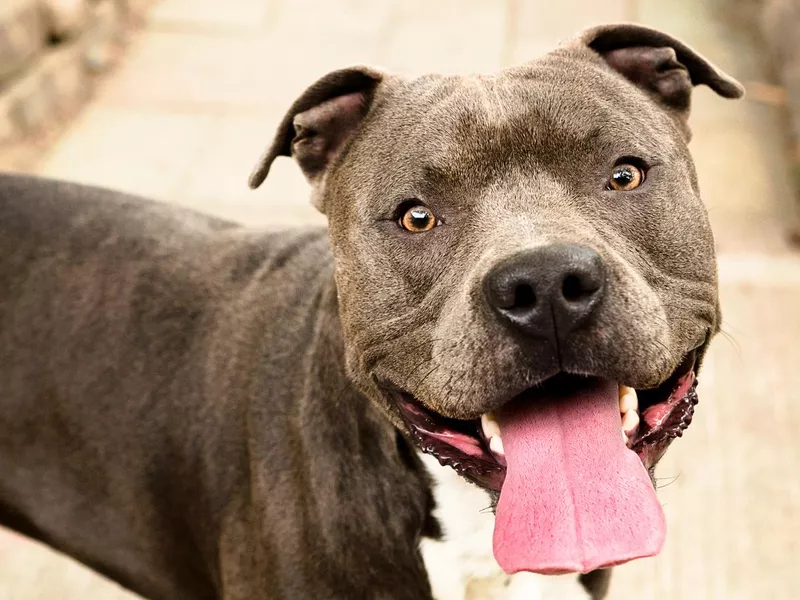 Pit Bull Dog Closeup with Friendly Smile