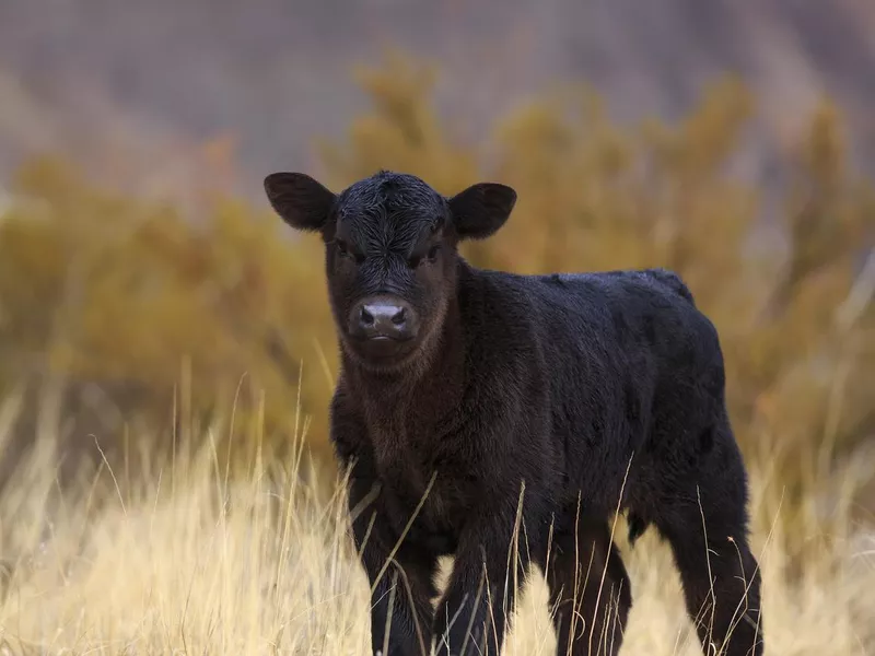 Black angus baby cow