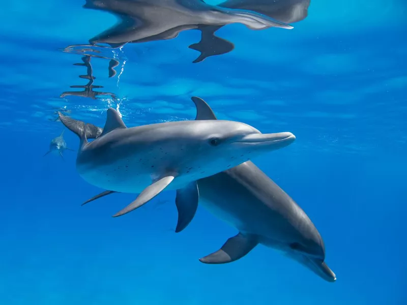 Dolphins