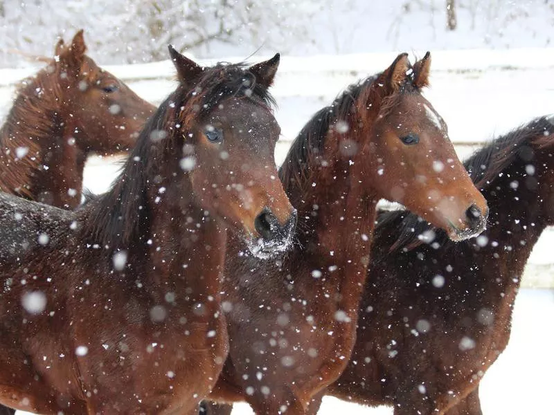 Morgan horses in snow