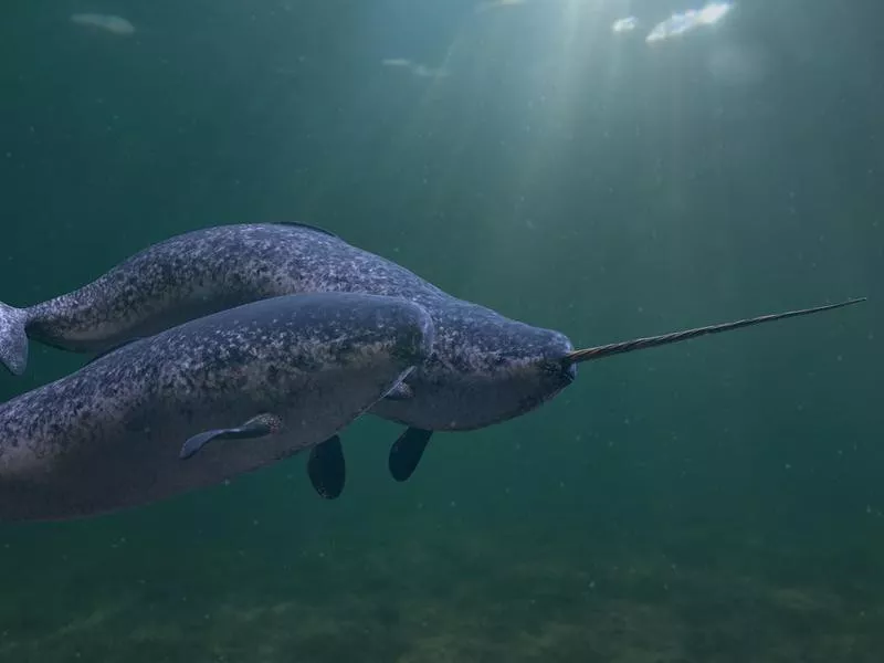 Narwhal