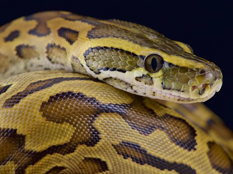 African Rock Python