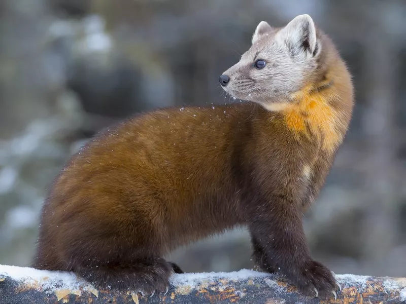 Pine Marten