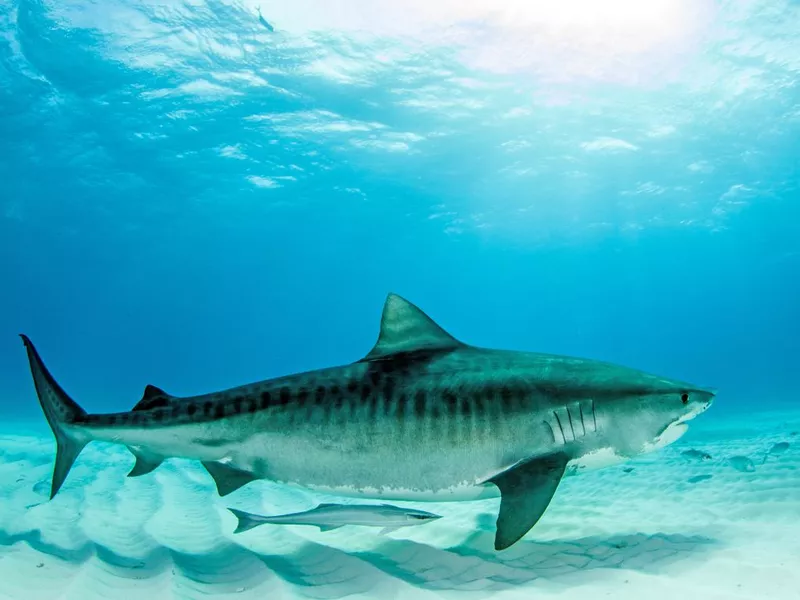 Tiger shark