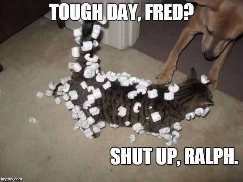 Cat playing with styrofoam peanuts