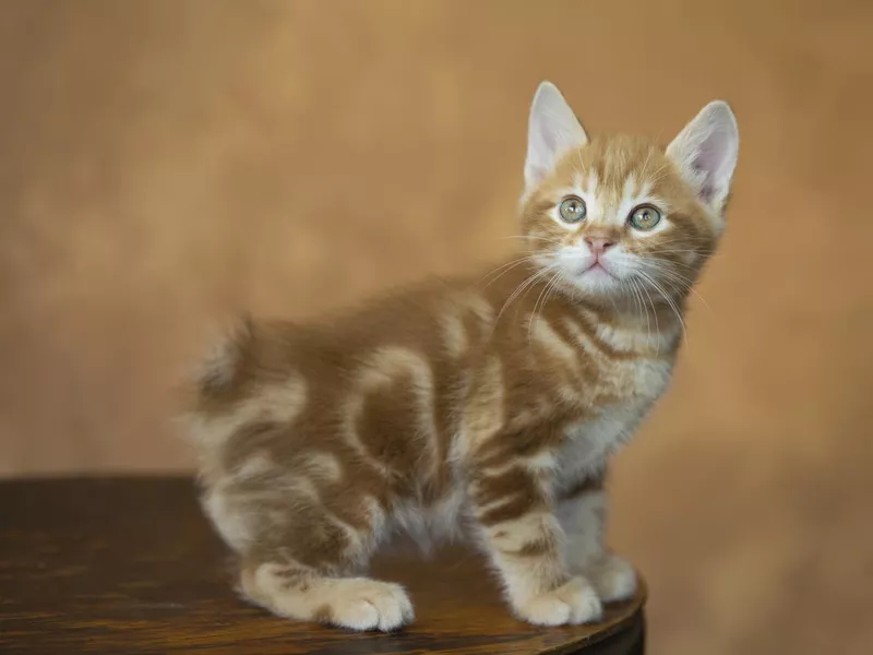 Kurilian Bobtail