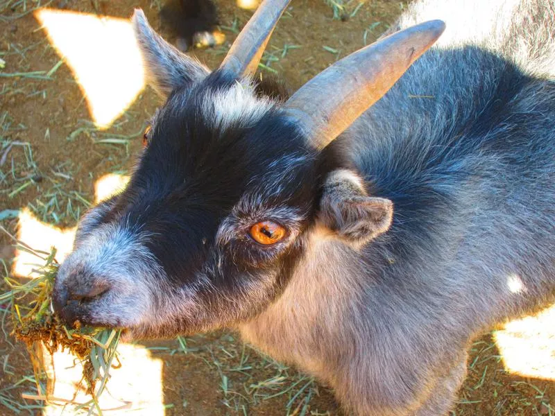 Pygmy Goat