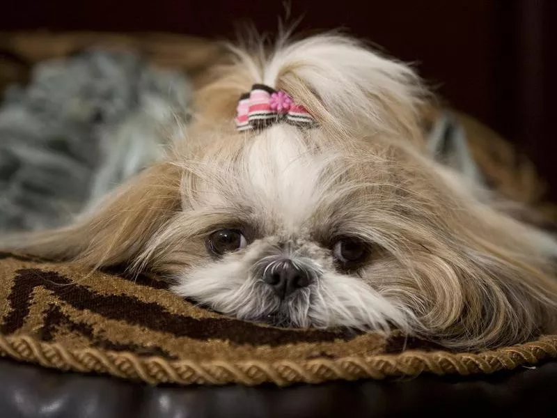 Female Shih Tzu Dog Close Up