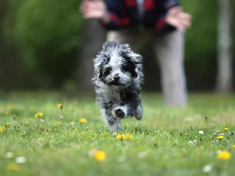 Pyrenean shepherd