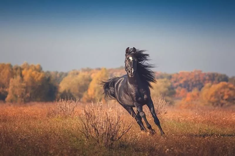 Arabian Horse