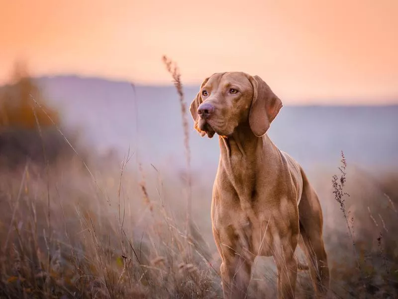 Vizsla