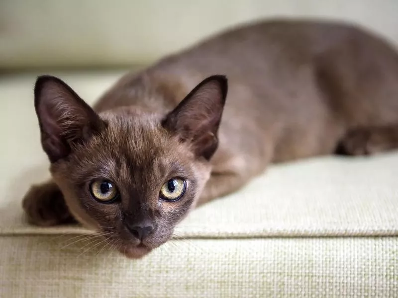 Burmese cat