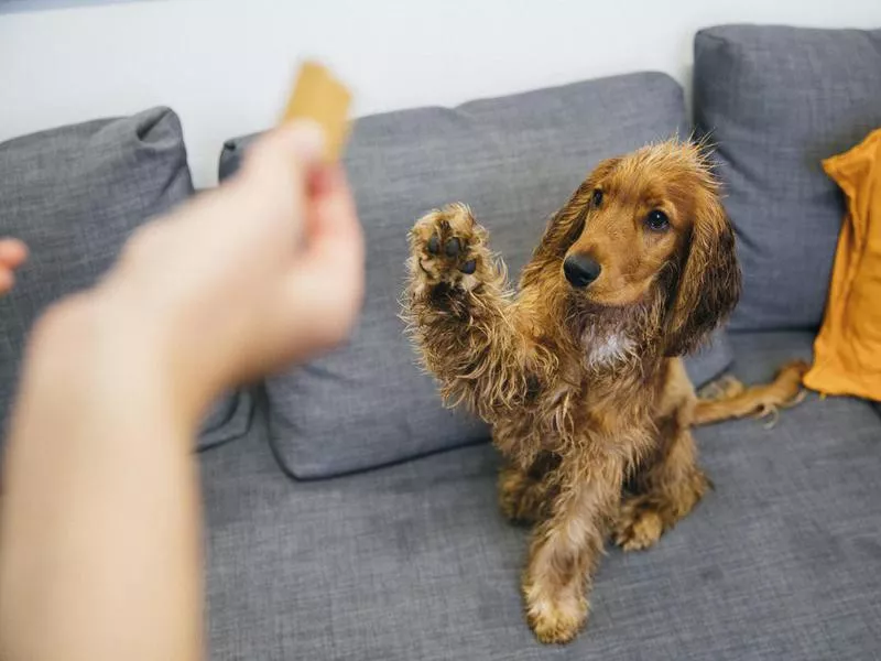 Dog raising paw