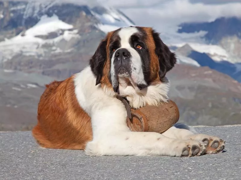 saint bernard