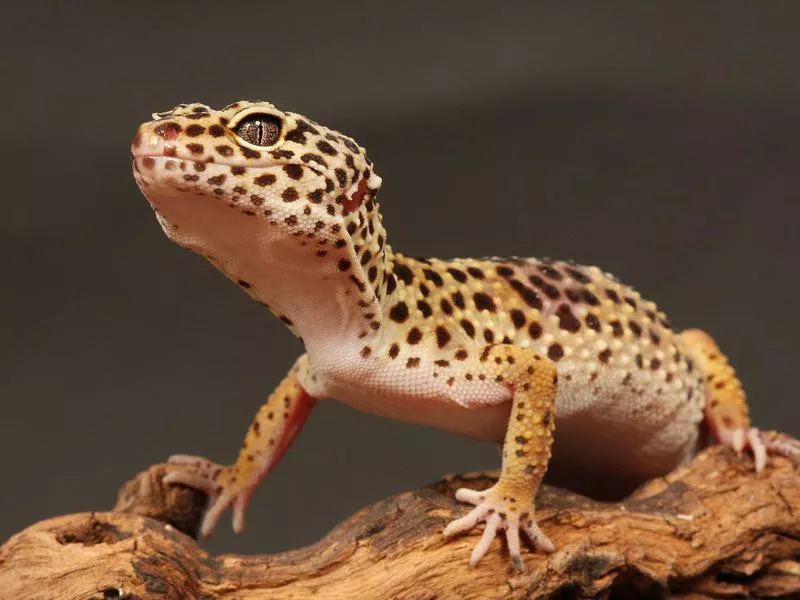 Leopard Gecko