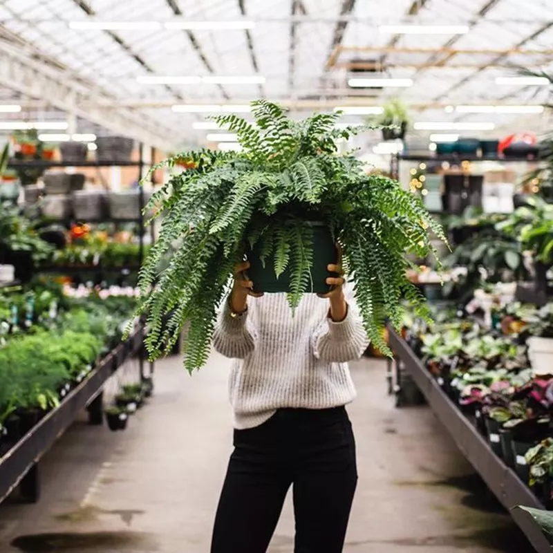 Boston Fern