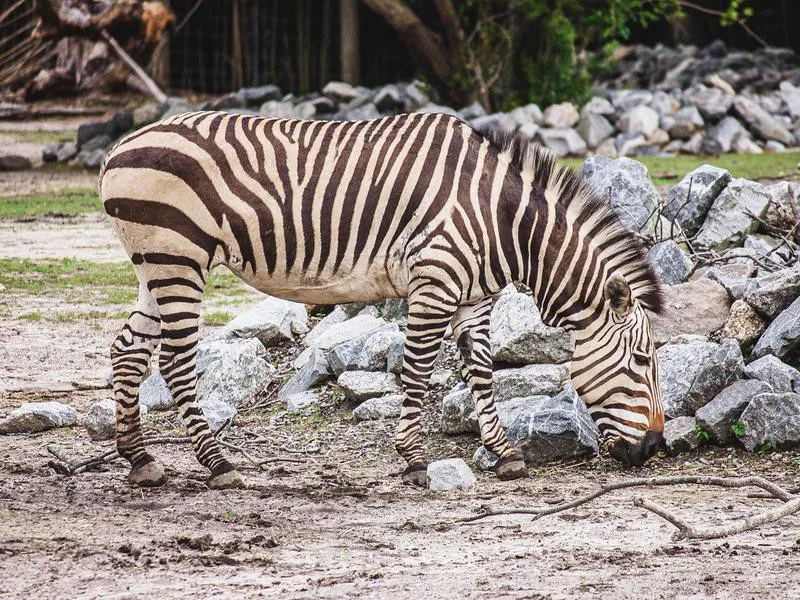 Virginia Zoo