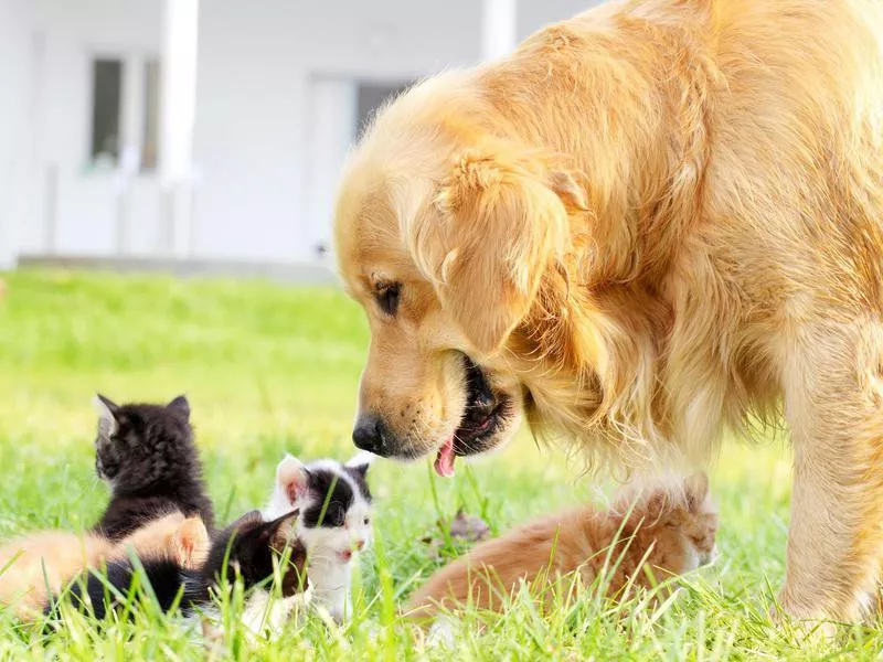 Golden Retriever