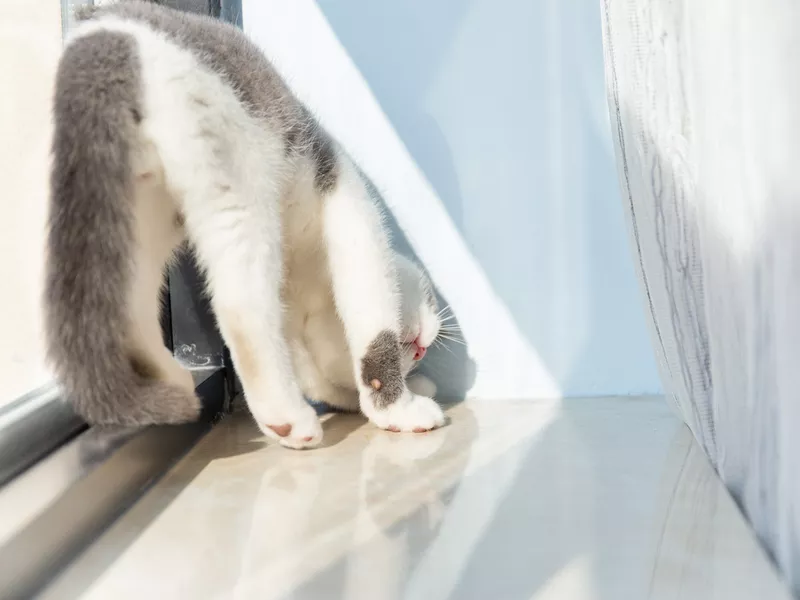 kitten rubbing against the windowsill