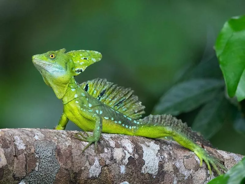 Plumed Basilisk