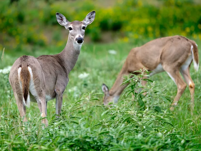 Whitetail Deer in Texas