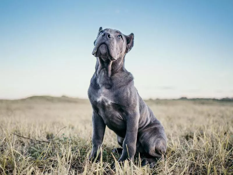 cane corso