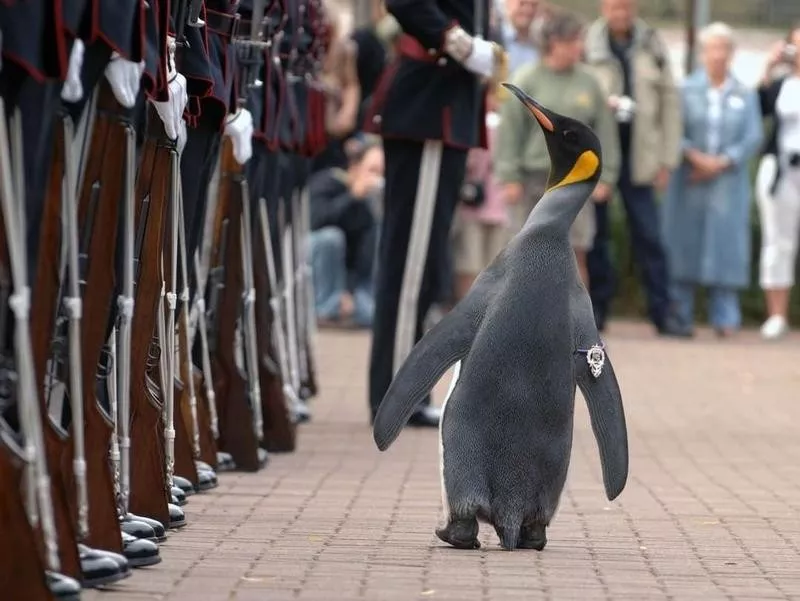 Sir Nils Olav