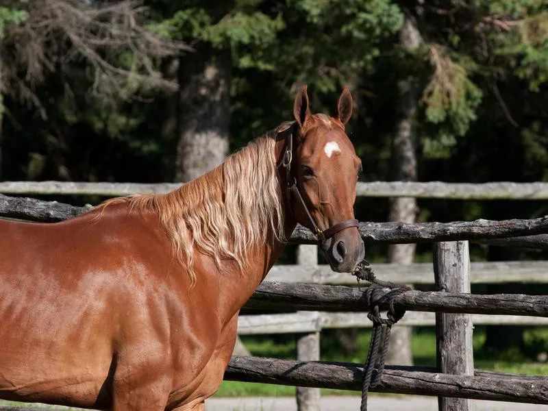 American Saddleback