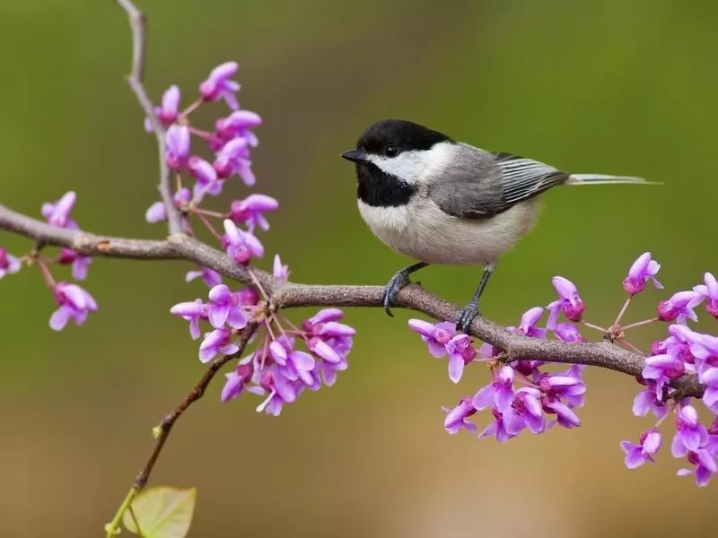 chickadee