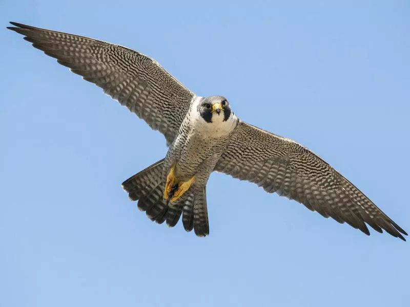 Peregrine Falcon