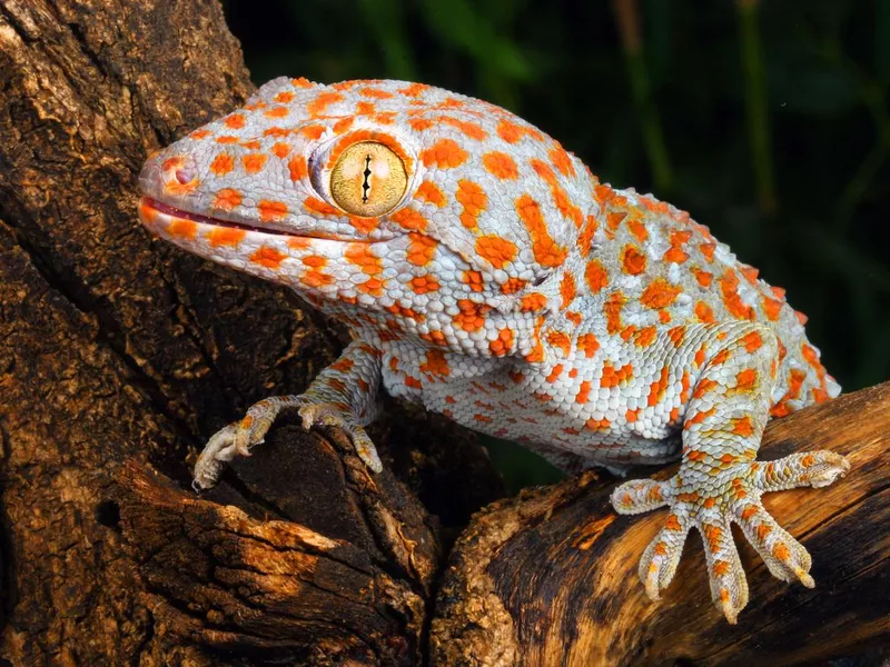 Tokay Gecko