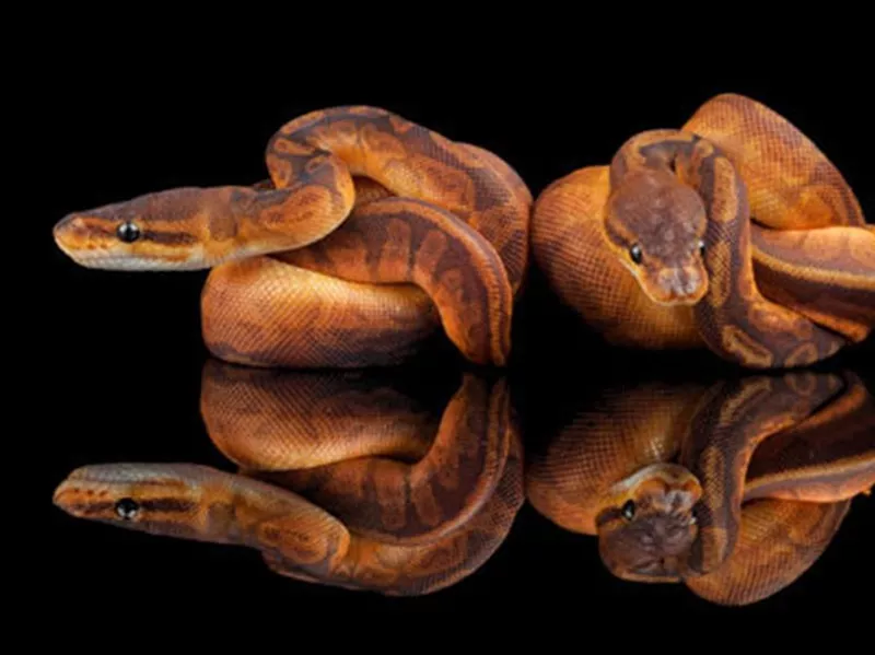 Sunset Ball Python