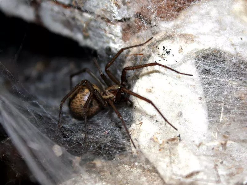 Hobo spider