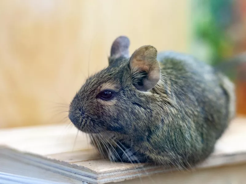 Common Degu