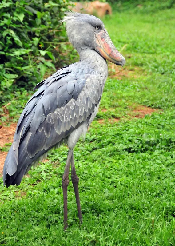 Shoebill side view