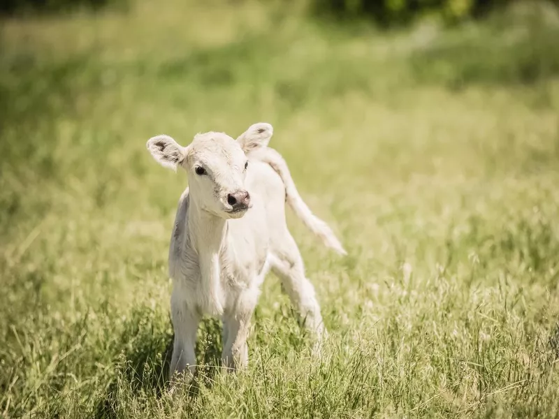 White Charolaise Calf