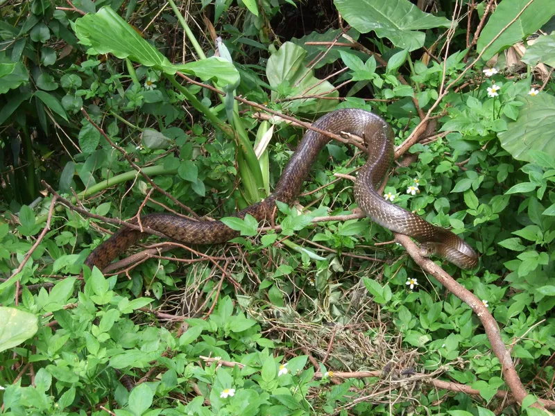 A smelly large ratsnake