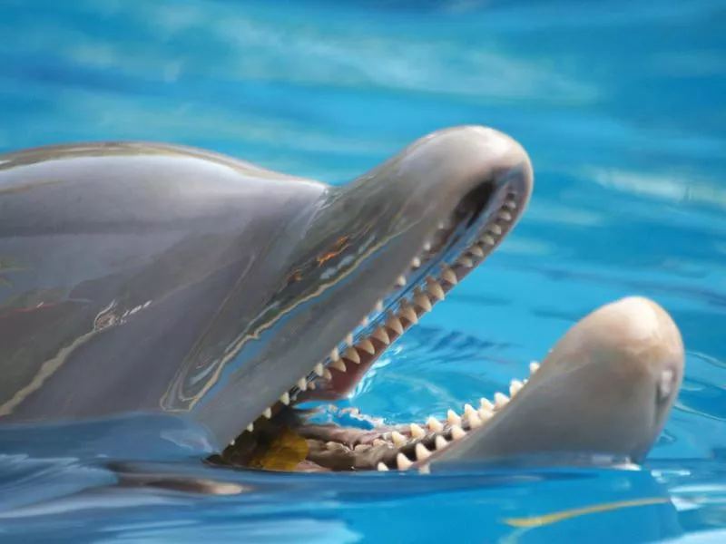 Dolphin close up of face showing teeth