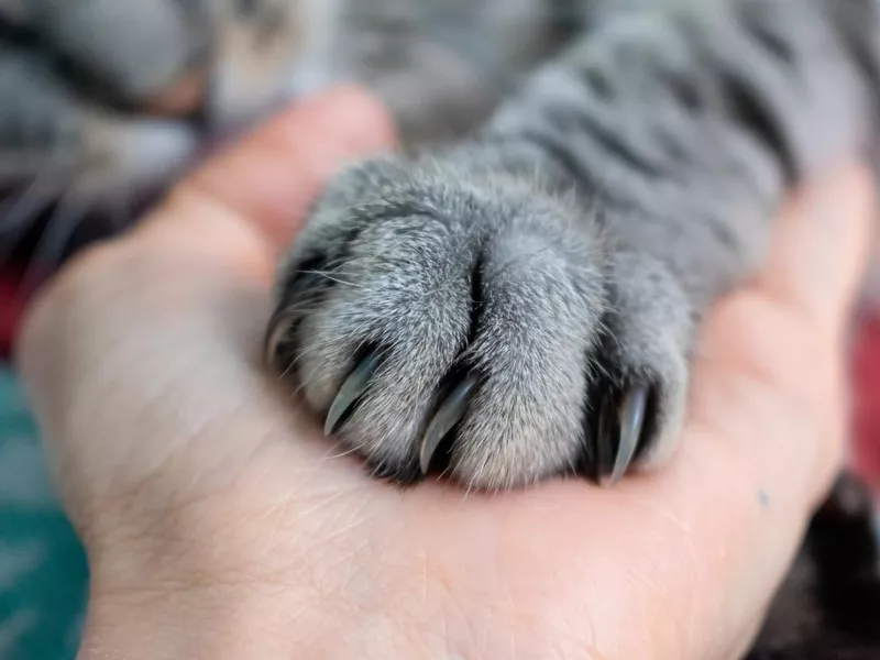 Cute fluffy tabby cat's paw on hand