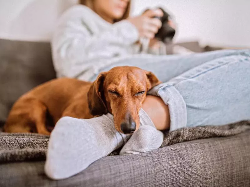 Relaxing With Her Dachshund Dog