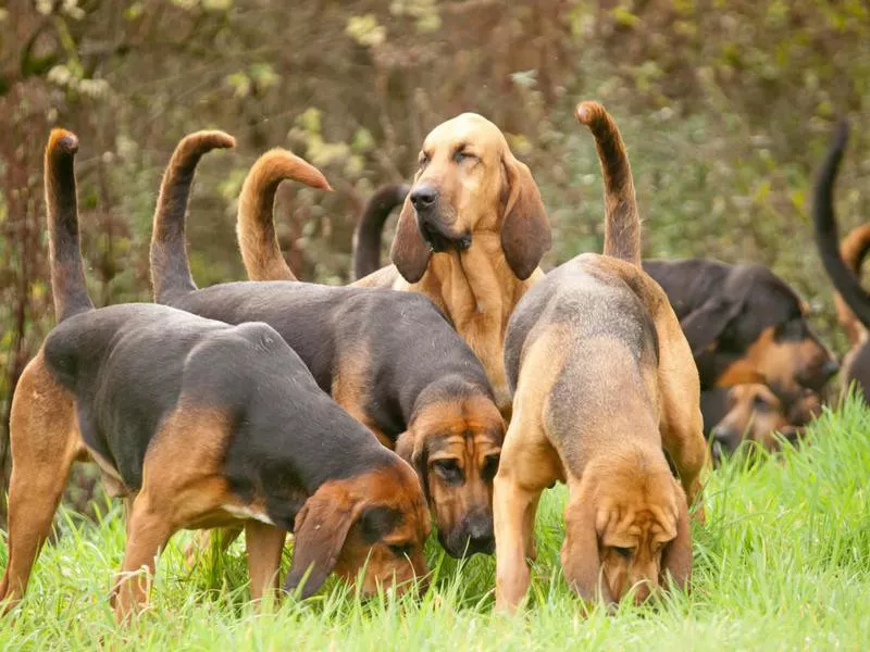 Bloodhound