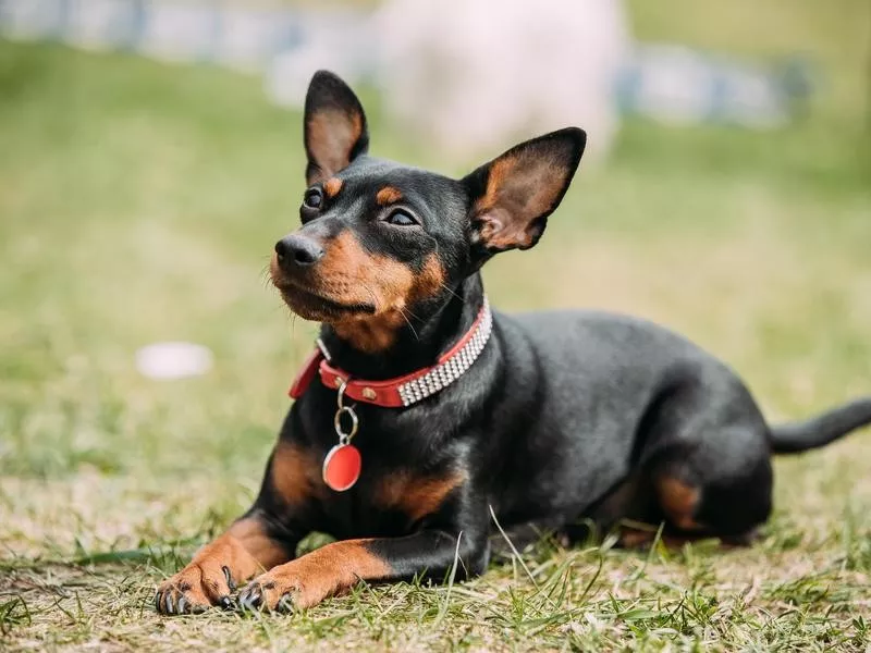 Miniature Pinscher