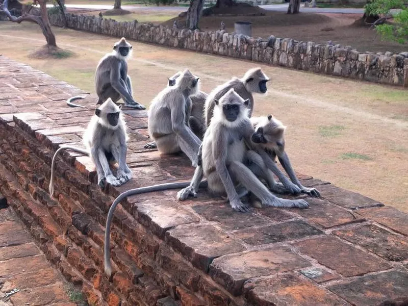 Gray langur family